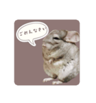 チンチラさんのちょっと敬語スタンプ（個別スタンプ：7）