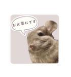 チンチラさんのちょっと敬語スタンプ（個別スタンプ：8）