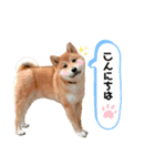 柴犬のりんのすけ（個別スタンプ：5）