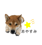 柴犬のきつねくん第4弾（個別スタンプ：10）