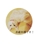 マンチカンのスタンぷ（個別スタンプ：3）