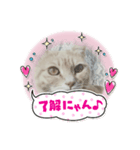 ねこまんちゃんのスタンプ（個別スタンプ：1）