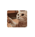 ねこまんちゃんのスタンプ（個別スタンプ：3）
