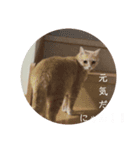 ねこまんちゃんのスタンプ（個別スタンプ：4）