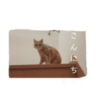 ねこまんちゃんのスタンプ（個別スタンプ：5）