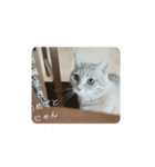 ねこまんちゃんのスタンプ（個別スタンプ：6）