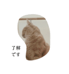ねこまんちゃんのスタンプ（個別スタンプ：7）