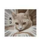ねこまんちゃんのスタンプ（個別スタンプ：8）