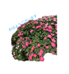 薔薇でありがとう（個別スタンプ：2）