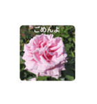 薔薇でありがとう（個別スタンプ：6）