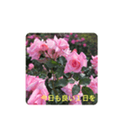 薔薇でありがとう（個別スタンプ：7）