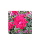薔薇でありがとう（個別スタンプ：8）