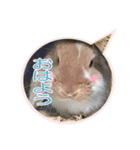 うさぎの一日2（個別スタンプ：3）