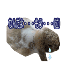 うさぎの一日2（個別スタンプ：7）