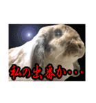 うさぎの一日2（個別スタンプ：15）