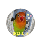 ヤマブキボタンインコのスタンプ（個別スタンプ：1）