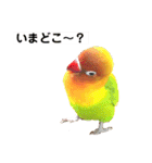 ヤマブキボタンインコのスタンプ（個別スタンプ：8）