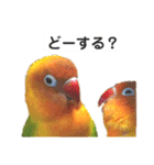 ヤマブキボタンインコのスタンプ（個別スタンプ：9）