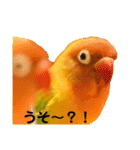 ヤマブキボタンインコのスタンプ（個別スタンプ：12）
