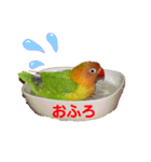 ヤマブキボタンインコのスタンプ（個別スタンプ：14）