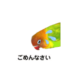 ヤマブキボタンインコのスタンプ（個別スタンプ：16）