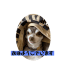 チワワのノエルくん（個別スタンプ：1）