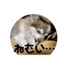 チワワのノエルくん（個別スタンプ：3）