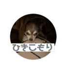 チワワのノエルくん（個別スタンプ：13）
