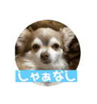 チワワのノエルくん（個別スタンプ：21）