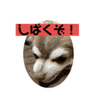 チワワのノエルくん（個別スタンプ：23）