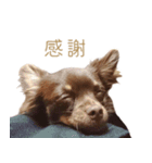 チャコ・チョコタン（個別スタンプ：1）