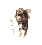 チャコ・チョコタン（個別スタンプ：4）
