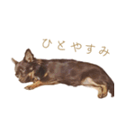 チャコ・チョコタン（個別スタンプ：5）