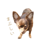 チャコ・チョコタン（個別スタンプ：7）