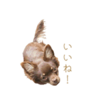 チャコ・チョコタン（個別スタンプ：13）