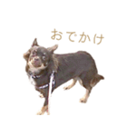 チャコ・チョコタン（個別スタンプ：17）