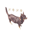 チャコ・チョコタン（個別スタンプ：22）
