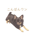 チャコ・チョコタン（個別スタンプ：28）