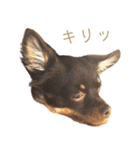 チャコ・チョコタン（個別スタンプ：30）