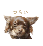チャコ・チョコタン（個別スタンプ：33）