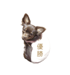 チャコ・チョコタン（個別スタンプ：34）