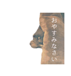 チャコ・チョコタン（個別スタンプ：36）