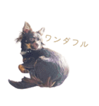 チャコ・チョコタン（個別スタンプ：37）