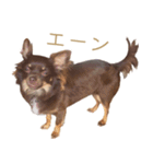 チャコ・チョコタン（個別スタンプ：38）