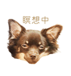 チャコ・チョコタン（個別スタンプ：40）
