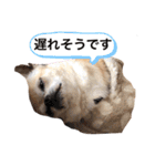もちもちきなこ（個別スタンプ：8）