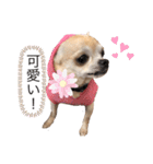 もちもちきなこ（個別スタンプ：24）