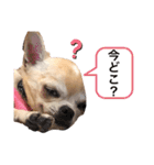 もちもちきなこ（個別スタンプ：40）
