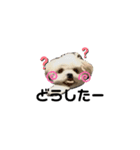 らんまるちゃん。（個別スタンプ：1）