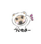 らんまるちゃん。（個別スタンプ：6）